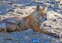 Vulpes vulpes